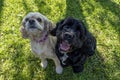 Dog. American Cocker spaniel. Two hunting dogs are sitting on the lawn. Animal themes. Dog breeding Royalty Free Stock Photo