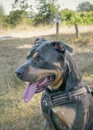 Dog - American Stafford. black color. Portrait in nature