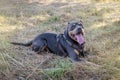 Dog - American Stafford. black color. in the shade of trees on a hot day lies on the grass