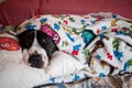 Dog american staffordshire terrier with blanket on head for cold on sofa in winter season