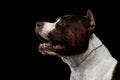 Dog american staffordshire terrier breed on isolated black background Royalty Free Stock Photo