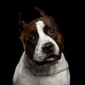 Dog american staffordshire terrier breed on isolated black background Royalty Free Stock Photo