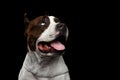 Dog american staffordshire terrier breed on isolated black background Royalty Free Stock Photo