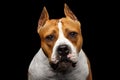 Dog american staffordshire terrier breed on isolated black background Royalty Free Stock Photo