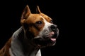 Dog american staffordshire terrier breed on isolated black background Royalty Free Stock Photo