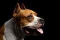 Dog american staffordshire terrier breed on isolated black background Royalty Free Stock Photo