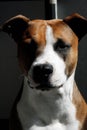 Dog american staffordshire terrier