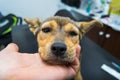 Dog with anaphylactic  reaction after Vitamin K injection Royalty Free Stock Photo