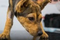 Dog with anaphylactic  reaction after Vitamin K injection Royalty Free Stock Photo