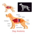 Dog Anatomy, Internal Organs Royalty Free Stock Photo