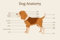 Dog anatomy