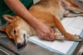 Dog anesthesia with veterinary treatment. Sick Shiba inu in the veterinary clinic. Anesthetic Shiba inu dog laying on the