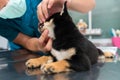 Dog anesthesia with veterinary treatment. The veterinarian is checking the health of the Shiba Inu black and tan dog. Anesthetic