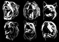 Dog Angry pitbull mascot head Vector illustration Royalty Free Stock Photo