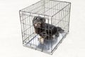 dog in an animal cage on a light background Royalty Free Stock Photo