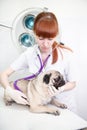 A dog at animal clinic having his heart rate taken Royalty Free Stock Photo