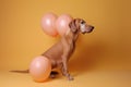 dog animal fashion funny latex pet concept art stylish colourful. Generative AI.