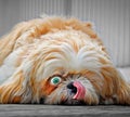 Dog animal lick licking nose lips wide eye open animals dogs funny clever cute character personality pets pet Royalty Free Stock Photo