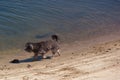 dog, animal, outdoor, water, river, spain, small, peaceful, coat,