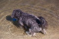 dog, animal, outdoor, water, river, spain, small, peaceful, coat,