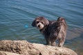 dog animal outdoor water river spain small peaceful