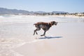 Dog, animal and running outdoor at the beach in summer for fun, freedom and vacation. A pet playing in water at sea on Royalty Free Stock Photo