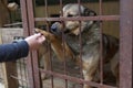 Dog in the animal shelter