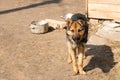 dog animal shelter,skinny german shepherd on a chain Royalty Free Stock Photo