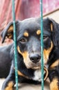 Dog in animal shelter waiting for adoption. Portrait of black homeless dog in animal shelter cage Royalty Free Stock Photo