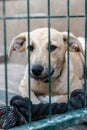 Dog in animal shelter waiting for adoption. Portrait of red homeless dog in animal shelter cage Royalty Free Stock Photo