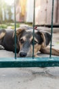 Dog in animal shelter waiting for adoption. Portrait of red homeless dog in animal shelter cage Royalty Free Stock Photo