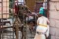 A dog in an animal shelter is waiting for adoption. Sad dog behind the fence. Homeless dog behind bars in an animal shelter Royalty Free Stock Photo