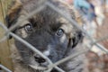 A dog in an animal shelter