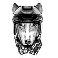Dog, animal wearing hockey helmet. Hand drawn image of lion for tattoo, t-shirt, emblem, badge, logo, patch. Royalty Free Stock Photo