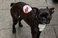 Dog with Anti UKIP sticker Royalty Free Stock Photo