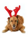 Dog with antlers Royalty Free Stock Photo