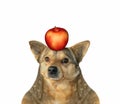 Dog with apple on his head Royalty Free Stock Photo