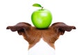 Dog and apple Royalty Free Stock Photo