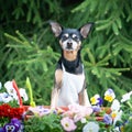 Dog in an apron, surrounded by flowers and garden tools, an image of a gardener, a grower. The concept of spring planting