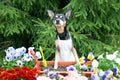 Dog in an apron, surrounded by flowers and garden tools, an image of a gardener, a grower. The concept of spring planting