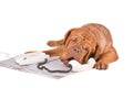 Dog arguing over the phone Royalty Free Stock Photo