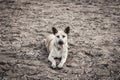Dog in arid soils lack water. Royalty Free Stock Photo
