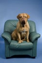 Dog on the arm chair Royalty Free Stock Photo