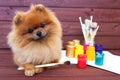 Dog artist. Beautiful pomeranian dog with paints and brushed on wooden background. Clever spitz