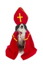 Dog as Dutch Sinterklaas Royalty Free Stock Photo