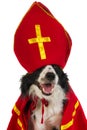 Dog as Dutch Sinterklaas Royalty Free Stock Photo