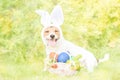 Dog as Easter bunny with basket full of colored eggs, strawberry berries and flowers Royalty Free Stock Photo