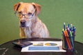 Dog as financial work with report, pens and calculater on table. Dog with eyeglasses.