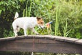 Dog as funny fisherman with toy fishing rod going to catch fish. Humorous concept of fishing as hobby Royalty Free Stock Photo