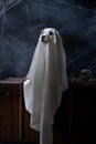 the dog as a ghost for Halloween sits on the chest. Festive mood, scary and eerie. Jack russell terrier in costume